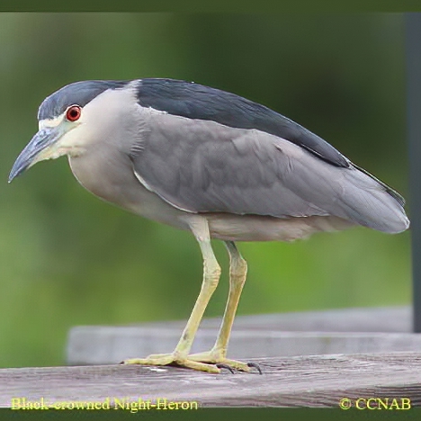 Birds of North America