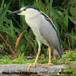 Black-crowned Night-Heron range map