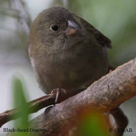 Black-faced Grassquit