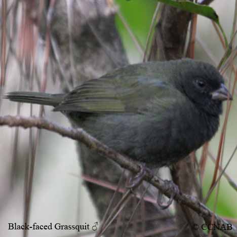 Black-faced Grassquit