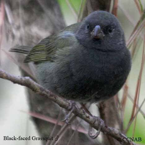 Black-faced Grassquit