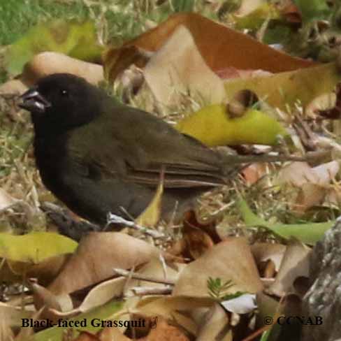 Birds of North America