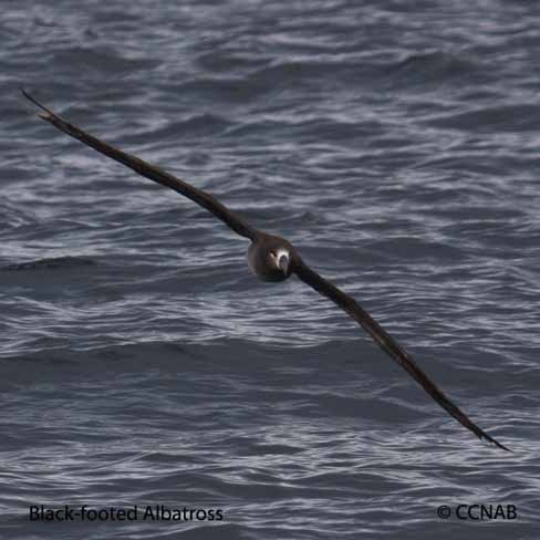 Black-footed Albatross