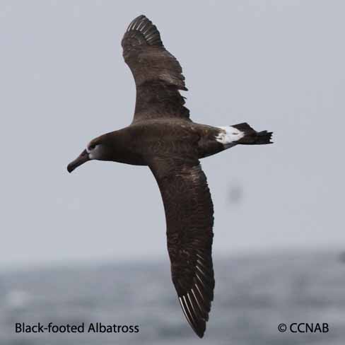 Black-footed Albatross