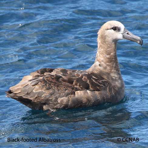 Black-footed Albatross