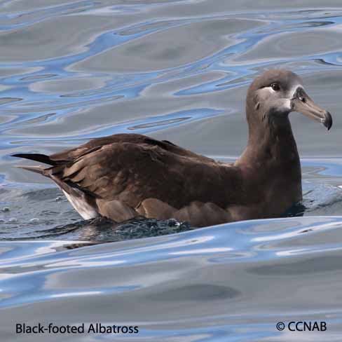 Black-footed Albatross