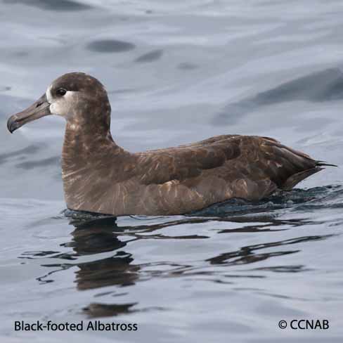 Black-footed Albatross