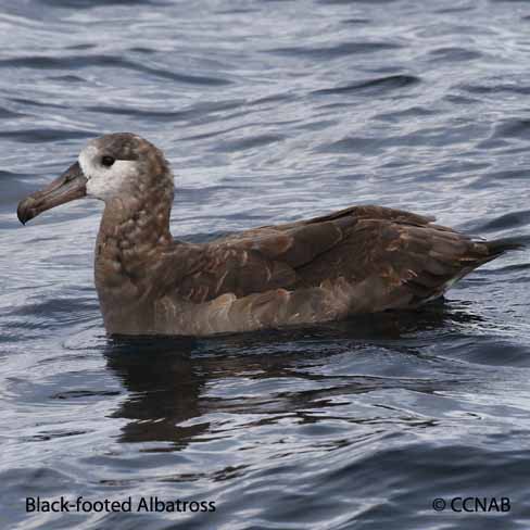 Birds of North America