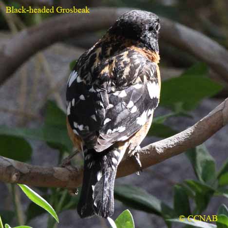 Black-headed Grosbeak