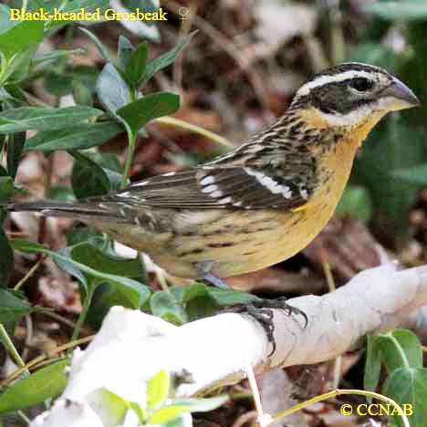 Black-headed Grosbeak