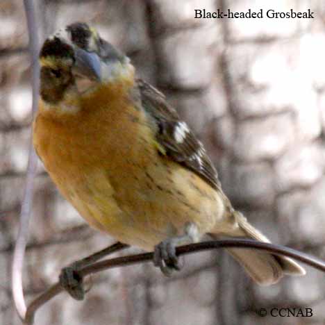 Black-headed Grosbeak