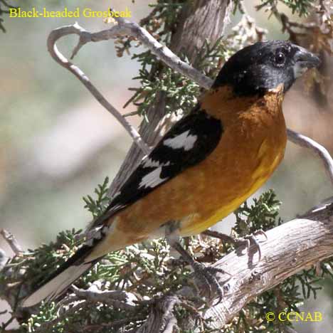 Black-headed Grosbeak