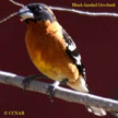 Black-headed Grosbeak range map