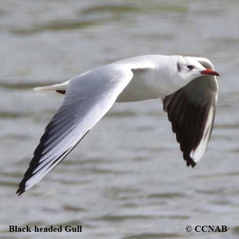 Black-headed Gull