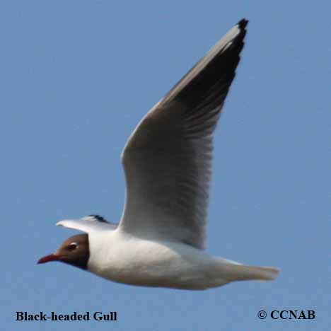 Black-headed Gull