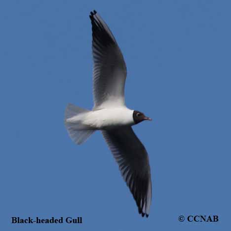 Black-headed Gull