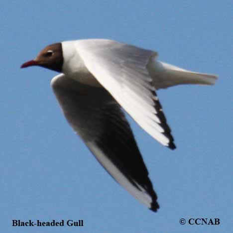 Black-headed Gull