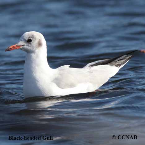 Black-headed Gull