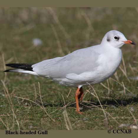 Black-headed Gull