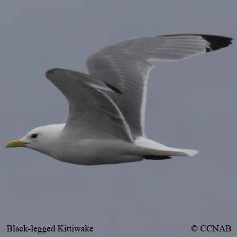 Black-legged Kittiwake