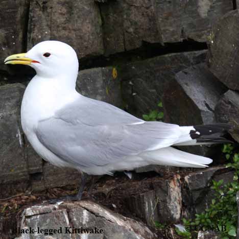 Birds of North America