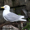 Black-legged Kittiwake