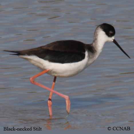 Black-necked Stilt