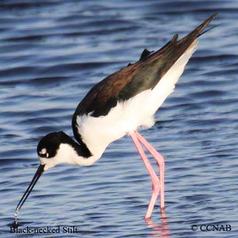 Black-necked Stilt