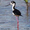 Black-necked Stilt range map