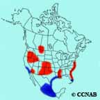 Black-necked Stilt range map