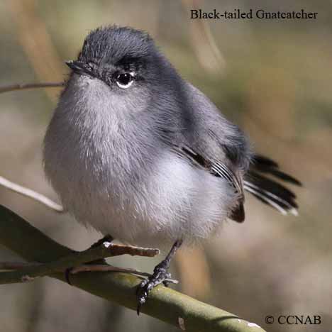 Birds of North America