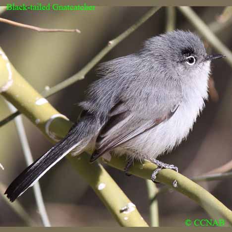 Black-tailed Gnatcatcher