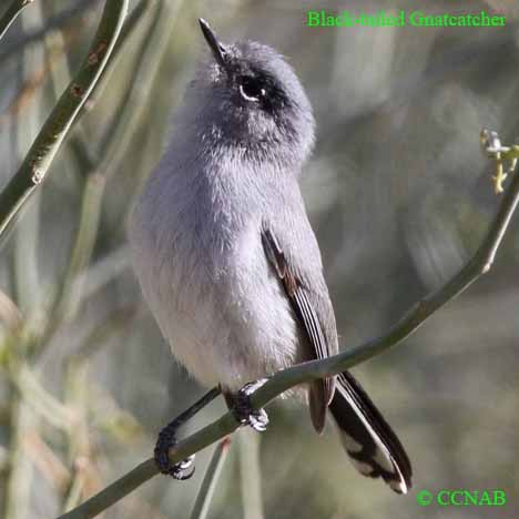 Black-tailed Gnatcatcher