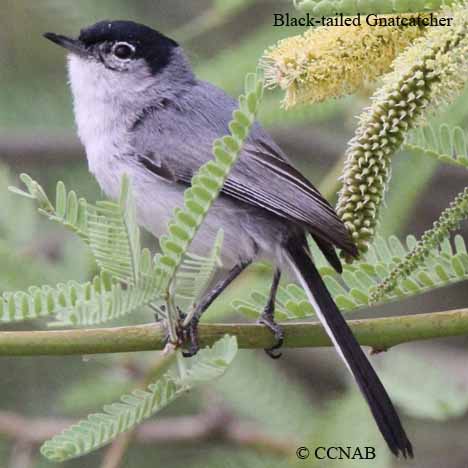 Black-tailed Gnatcatcher