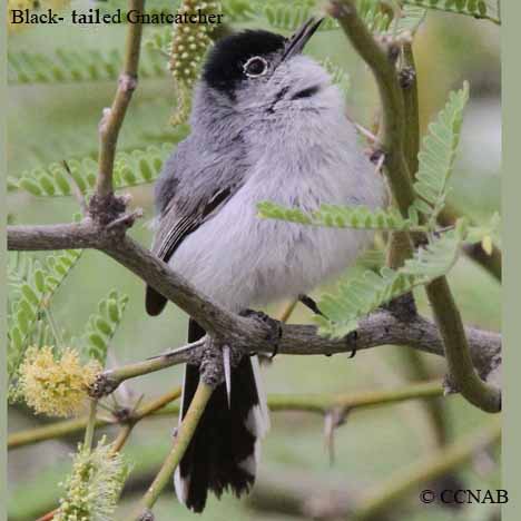 Black-tailed Gnatcatcher