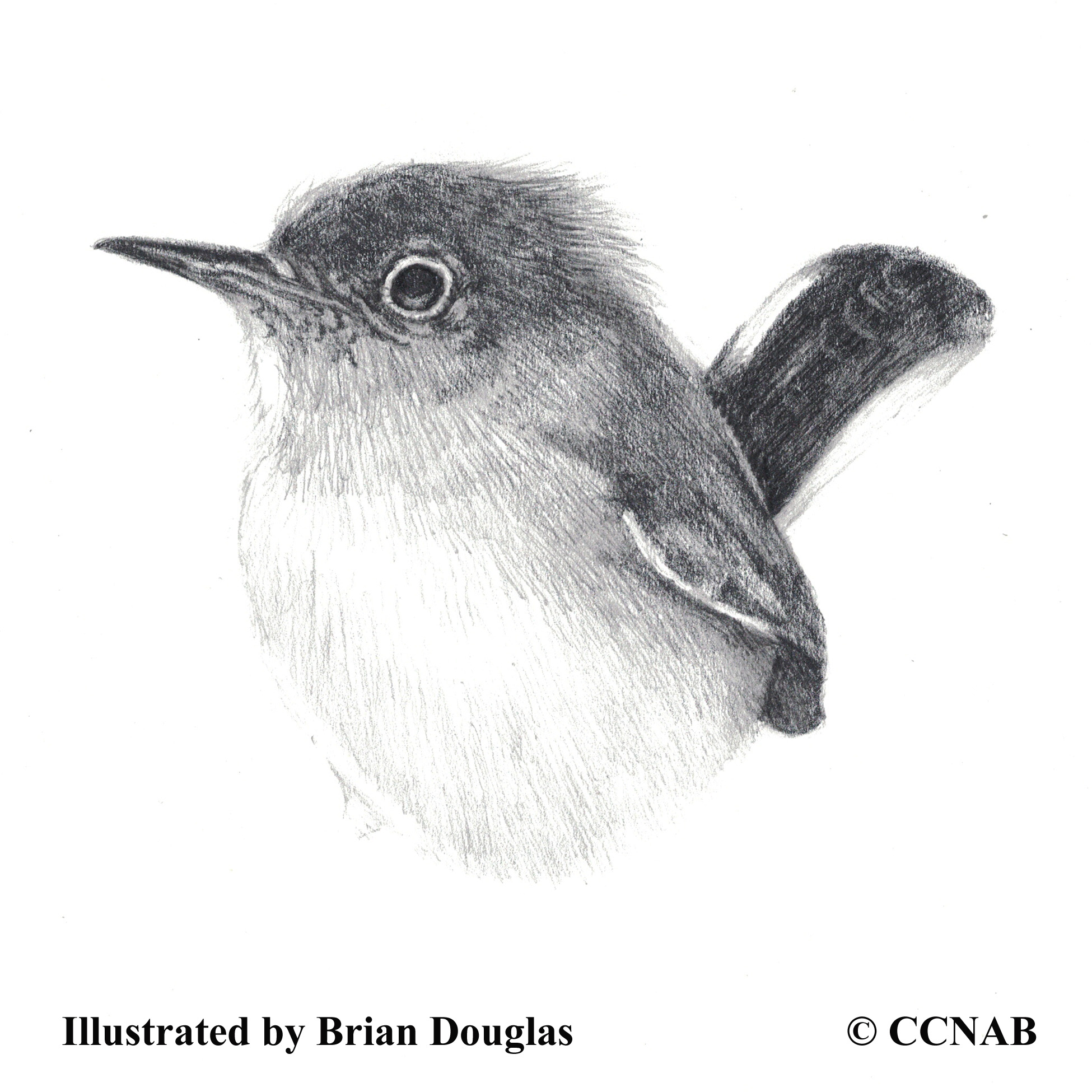 Black-tailed Gnatcatcher