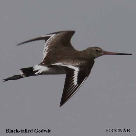 Black-tailed Godwit