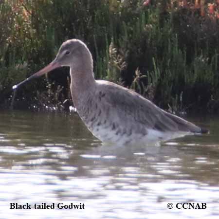 Black-tailed Godwit