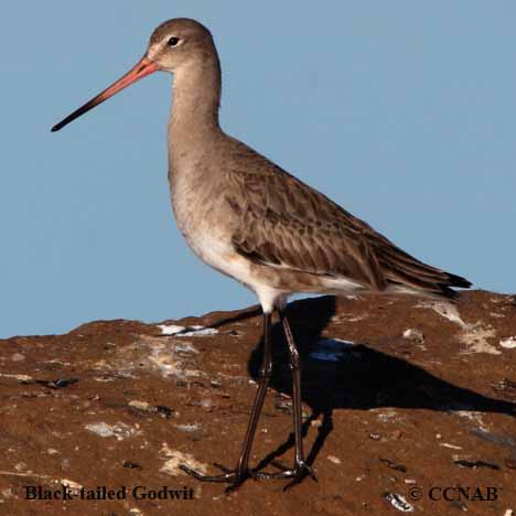 Birds of North America