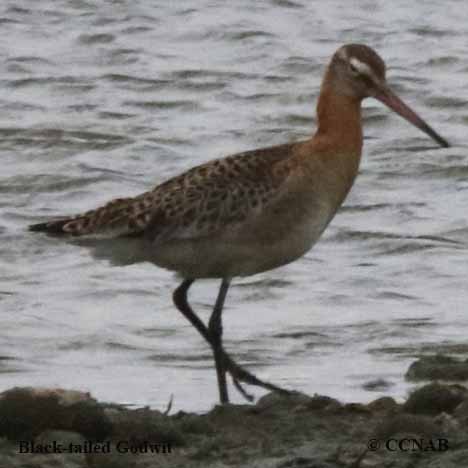 Black-tailed Godwit