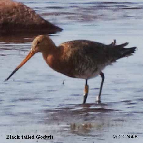 Black-tailed Godwit