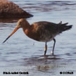 Black-tailed Godwit range map