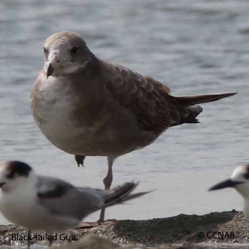 Black-tailed Gull