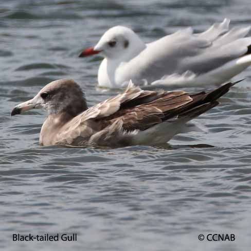 Black-tailed Gull