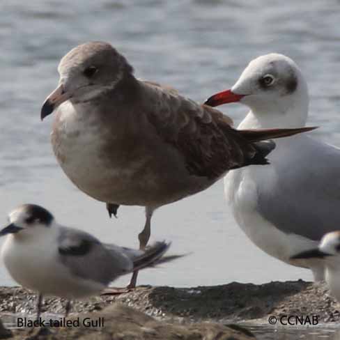 Birds of North America