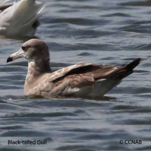 Black-tailed Gull