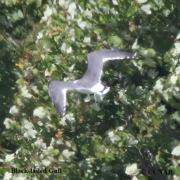 Birds of North America