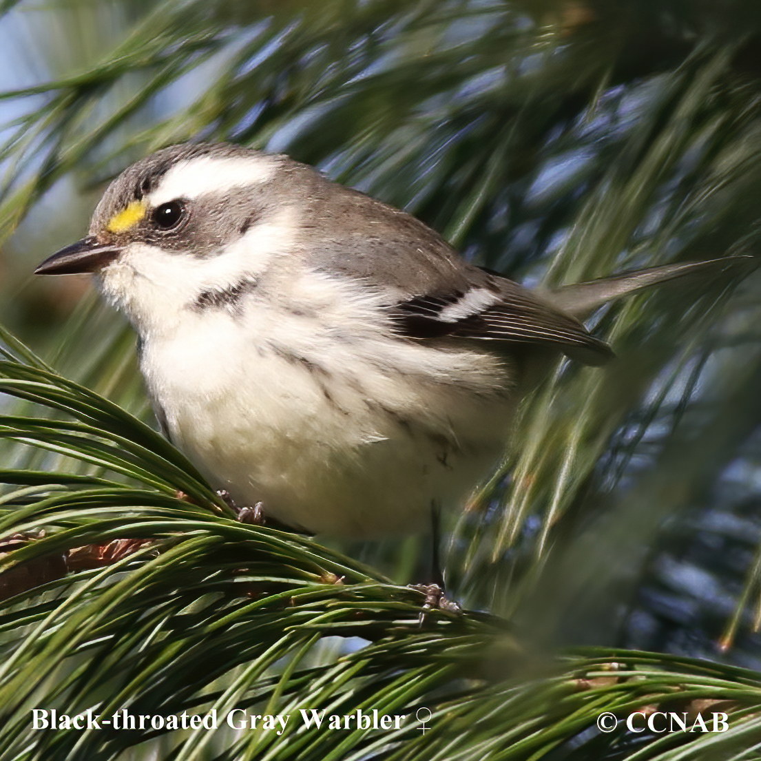 Black-throated Gray Warbler