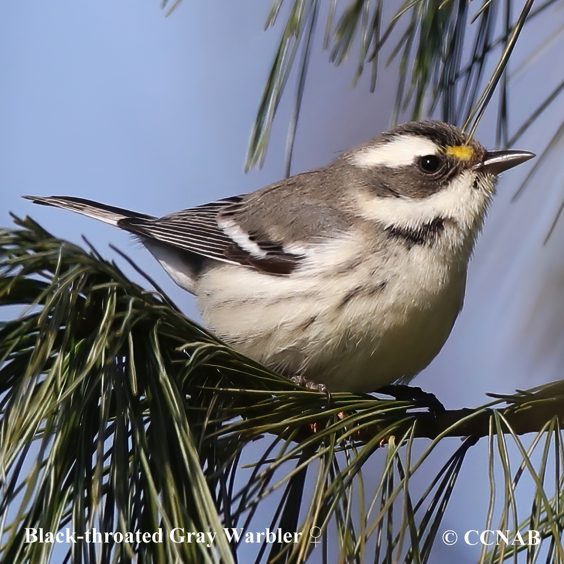 Black-throated Gray Warbler