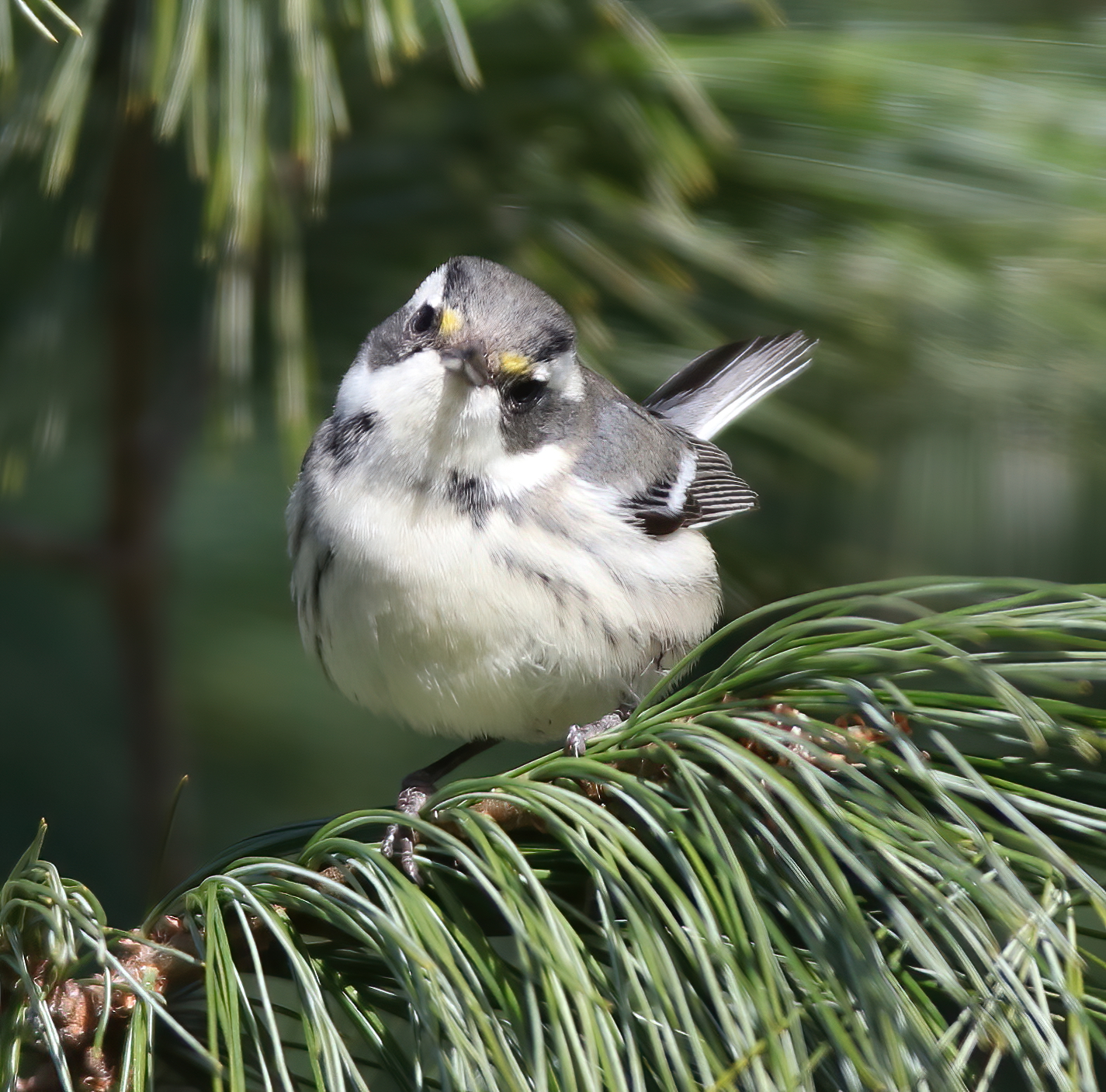 Black-throated Gray Warbler